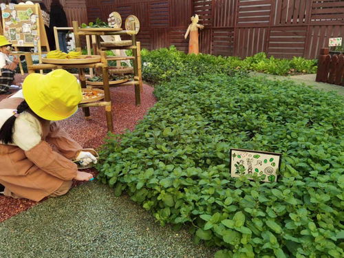 揭秘九重楼种植技术：如何在家轻松种植多肉植物？
