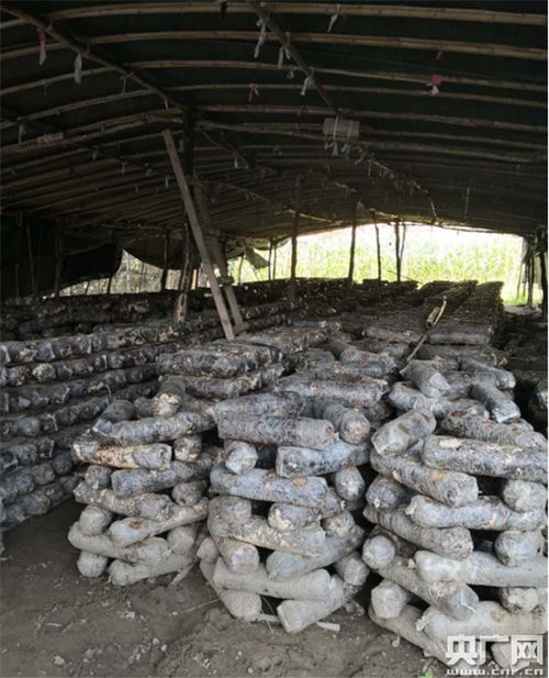 袋料香菇种植新篇章：揭秘高效培育技术