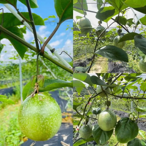 揭秘百香果苗种植技术：如何打造高产量、高品质的果实？