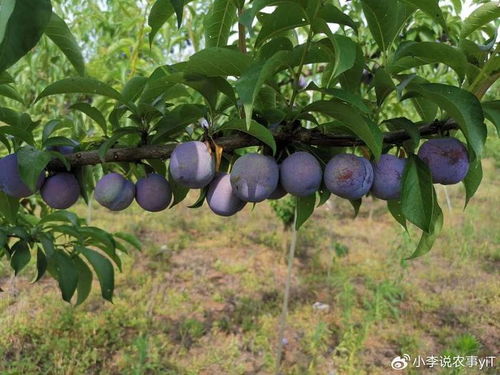 李子树种植技术揭秘：如何让果实丰收又美味？