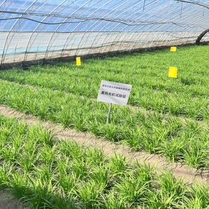 揭秘韭菜大棚种植技术：如何打造绿色高效农业新模式？