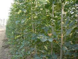国槐种植技术全解析：如何让这棵“绿巨人”茁壮成长？