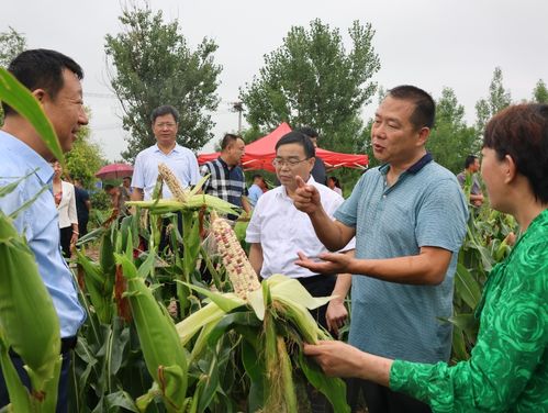 鲜食玉米种植技术升级，如何提高产量与品质？