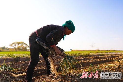 红葱种植技术揭秘：如何提高产量与品质？