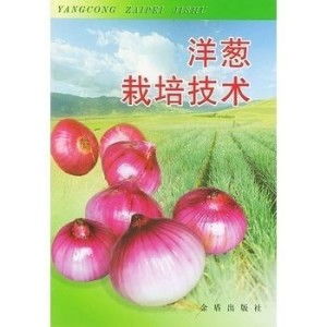《洋葱种植技术解析：如何提高产量与品质？》