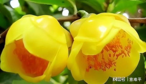 揭秘金花茶种植之谜：技术革新引领产业新篇章