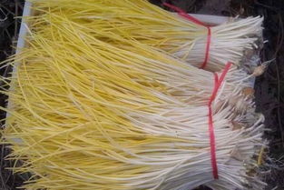 蒜黄种植全攻略：揭秘高效益的种植技术