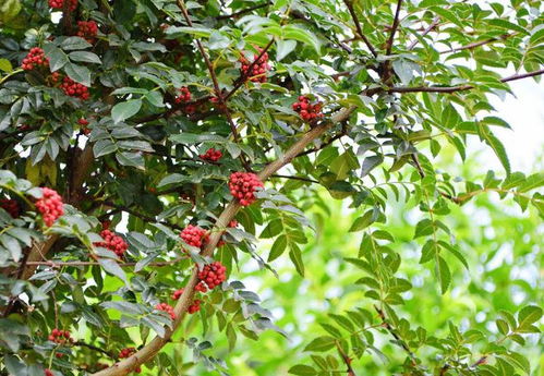 《花椒树种植新篇章：揭秘高效栽培技术与市场前景》