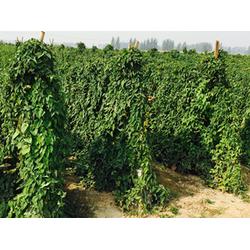 揭秘白山药种植技术：如何提高产量与品质？
