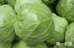 揭秘甘蓝种植技术：如何实现高效丰收？