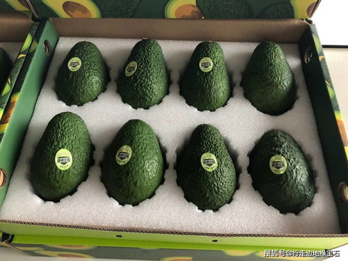 牛油果种植技术揭秘：如何打造高产量、高品质的“绿色黄金”