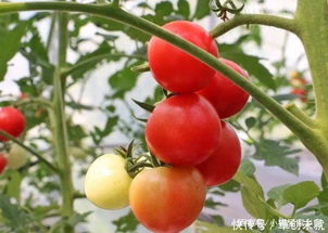 《番茄种植管理全攻略：揭秘高效益的秘诀与技巧》