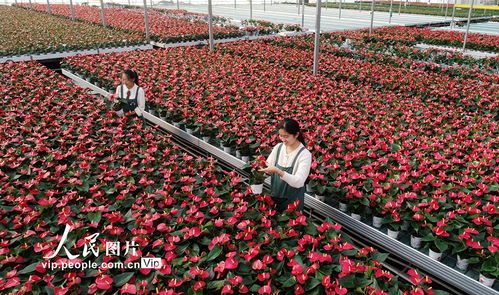《揭秘鲜花种植秘籍：如何打造绿色家园的缤纷色彩？》
