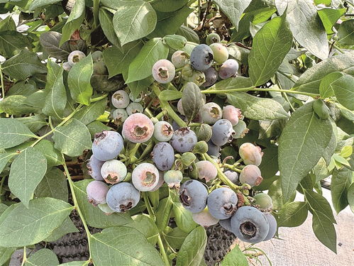 南方蓝莓种植技术揭秘：如何打造优质蓝莓园？