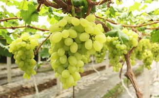 菠萝葡萄种植技术揭秘：如何提高产量与品质？