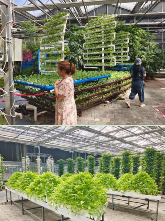 《探索未来农业：无土种植蔬菜技术，革新种植新篇章？》