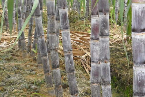 揭秘高效水果甘蔗种植技术，助力产业升级（数据版）