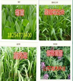 菊苣种植技术揭秘：如何让这片绿洲绽放经济效益？