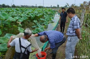 莲藕种植与泥鳅套养：一水两用的绿色养殖新模式