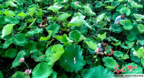 太空莲种植技术：揭秘未来太空农业的绿色奇迹