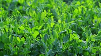 豌豆尖种植技术揭秘：如何打造绿色高效农业新标杆？