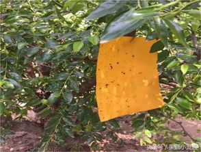 揭秘大青枣高效种植与管理之道——让果实丰硕，收益翻倍！