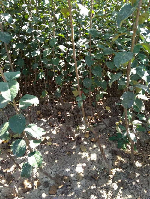 《揭秘苹菇种植奥秘：如何高效培育优质菌菇？》