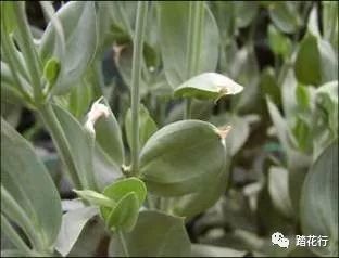 桔梗种植技术揭秘：如何打造高品质中药材？