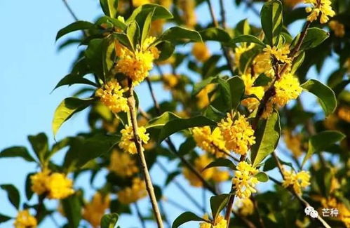 《桂花种植：揭秘提升产量的五大秘籍，解锁香飘万里的奥秘！》