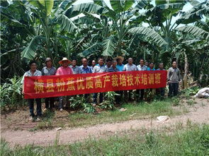 粉蕉种植技术揭秘：如何让热带水果市场再掀热潮？