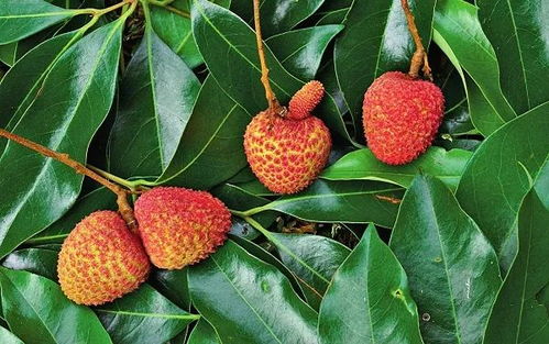 揭秘荔枝树种植奥秘：如何培育出甜美多汁的果实？