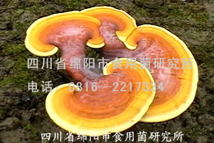 揭秘灵芝种植：掌握这些关键技术，轻松收获“仙草”