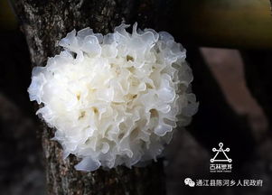 银耳种植技术揭秘：如何培育出高品质的“植物燕窝”？