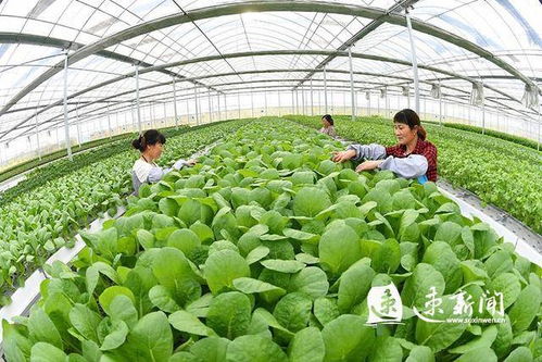 揭秘无土种植蔬菜新科技：引领未来农业的绿色革命
