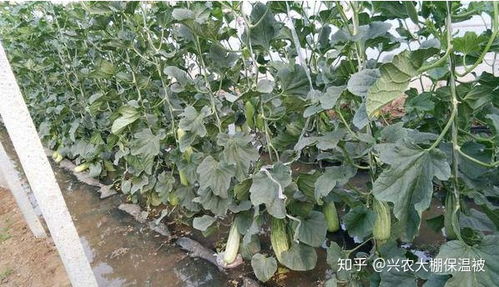 羊角蜜种植技术揭秘：如何打造高品质蜜瓜？