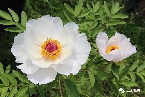 揭秘油牡丹种植技术：绿色财富的“牡丹密码”