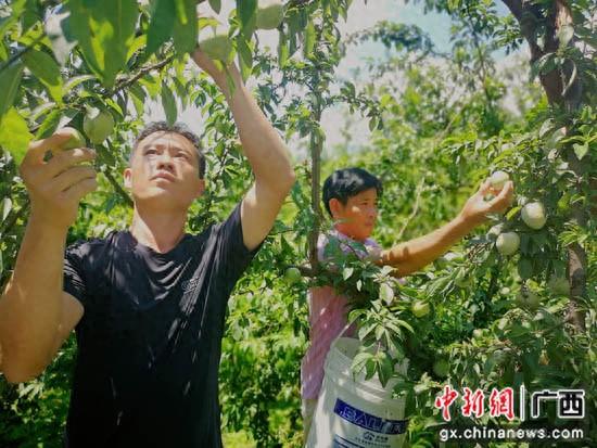 揭秘奈李种植技术：如何打造优质果实，提升产量与品质？