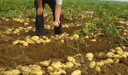 冬季土豆种植技术解析：如何实现高产高效？