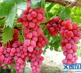 揭秘红提葡萄种植奥秘：如何打造优质果实？