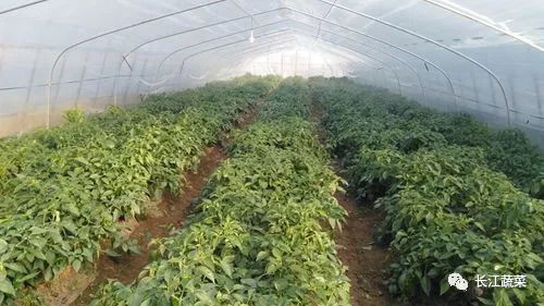 秋季辣椒种植攻略：如何打造丰收辣椒田？