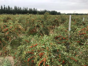 枸杞种植新篇章：揭秘高效益的绿色种植技术