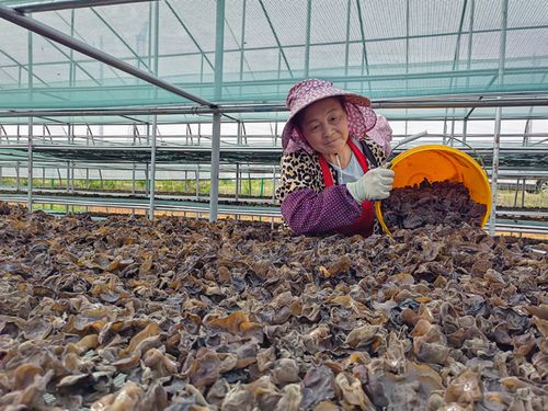 《揭秘大棚种植木耳技术：如何实现高效益？》