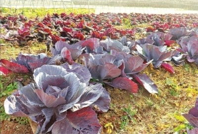揭秘紫白菜种植技术：如何实现高产量与高品质的完美结合？