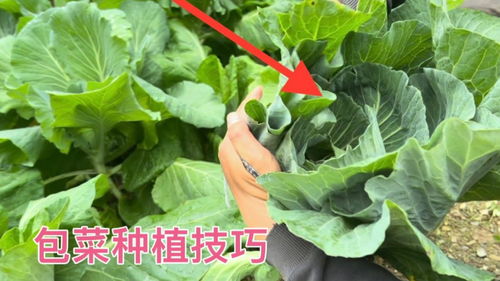 包菜种植技术攻略：揭秘高效丰收的秘诀