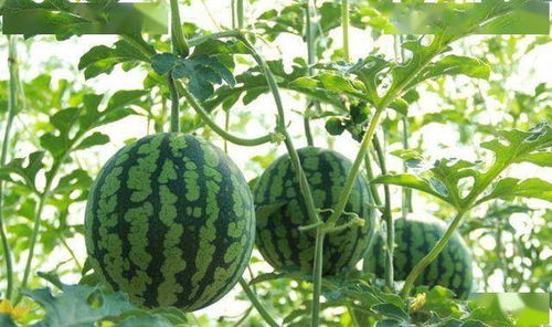 8424西瓜种植管理技术解析：揭秘高效丰收之道