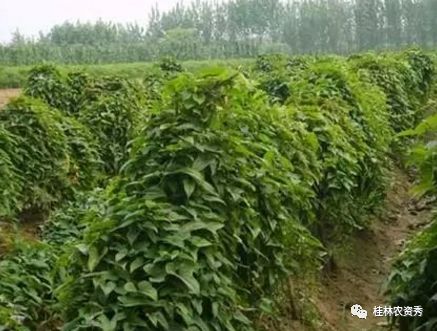 揭秘山药高产种植秘诀：如何让产量翻倍？