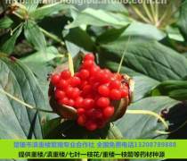 《独脚莲种植技术揭秘：如何实现高效益与生态平衡？》