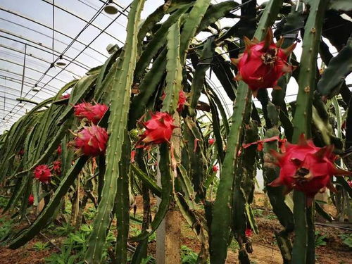 揭秘火龙果种植奥秘：如何打造高效绿色果园？