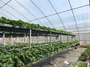 揭秘大棚无土蔬菜种植技术：如何让“空中花园”绽放绿色希望？