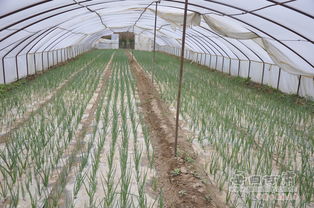 洋葱种植技术揭秘：如何打造高产高效田？